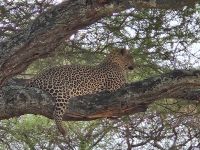 Tarangire-Nationalpark, Leopardin auf dem Baum