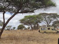 Tarangire-Nationalpark, Leopardin entdeckt
