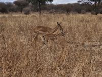 Tarangire-Nationalpark, Mutter und Junges