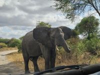 Tarangire-Nationalpark, neugieriger Elefant