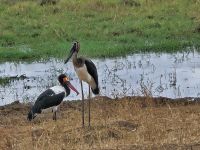 Tarangire-Nationalpark, Rotschnabel