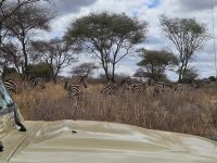 Tarangire-Nationalpark, Safari mit Zebras