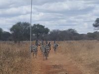 Tarangire-Nationalpark, Zebrastreifen