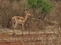 Tarangire-Nationlpark, Impala-Junges