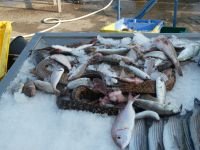 Für eine Fischsuppe in Antibes 