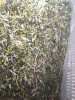 Olivenernte - Ölmühle Frantoio Oleario Matrica - Kalabrien