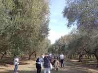 Oliven Hain in Ölmühle Frantoio Oleario Matrica - Kalabrien 