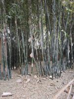 Jardin Majorelle Marrakesch