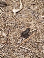 Jardin Majorelle Marrakesch