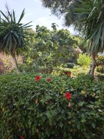 Ruinenensemble von Chellah