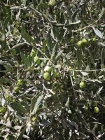 Spaziergang in einer Palmerie in Tinghir