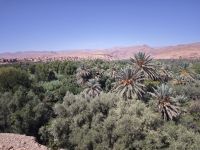 Spaziergang in einer Palmerie in Tinghir