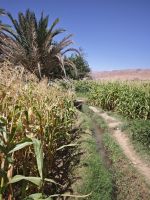 Spaziergang in einer Palmerie in Tinghir