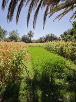 Spaziergang in einer Palmerie in Tinghir