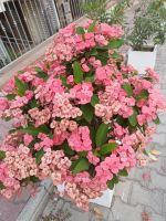 Morgens - der Weg zum Frühstück von Blumen gesäumt - Michelizia Hotel, Tropea