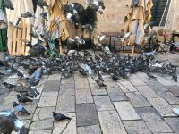 Dubrovnik, Tradition: mittägliche Taubenfütterung