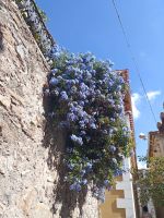 Nicotera - und Blumen  - Kalabrien