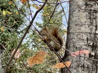 8. Tag – Aufenthalt am Lac Taureau – Herbstlicher Waldspaziergang mit Eichhörnchenbeobachtung