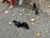9. Tag – Lac Taureau bis La Malbaie – Eichhörnchen am Sanctuaire Notre-Dame du Cap