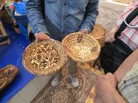 Argannüsse, links geröstet für Speiseöl, rechts pur für Kosmetik