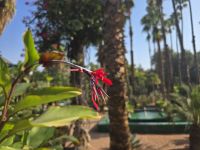 Jardin Majorell in Marrakesch