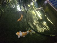 Jardin Majorell in Marrakesch