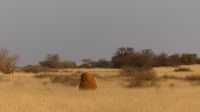 Pirschfahrt in der Kalahari