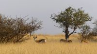 Pirschfahrt in der Kalahari