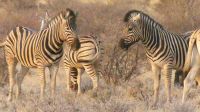 Pirschfahrt in der Kalahari - Steppenzebras