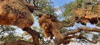 Pirschfahrt in der Kalahari - Webervogelnest