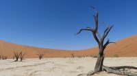 Ausflug in die Namib - Dead Vlei