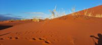 Ausflug in die Namib- Sossusvlei