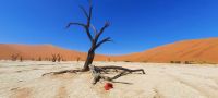 Ausflug in die Namib - Dead Vlei