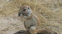 Unterwegs in Namibia - Boxenstopp in Solitaire - Erdhörnchen