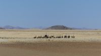 Unterwegs in Namibia - ein Strauß Sträuße