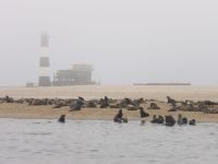 Bootsfahrt in der Lagune Walvis Bay 