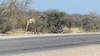 Etosha Nationalpark - erste Pirsch am Nachmittag