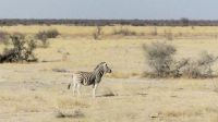 Etosha Nationalpark - Steppenzebra