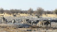 Etosha Nationalpark - zweite Pirschfahrt