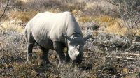 Etosha Nationalpark - Spitzmaulnashorn Nr. 2