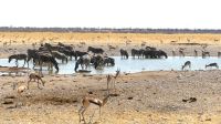 Etosha Nationalpark - vollbesetztes Wasserloch
