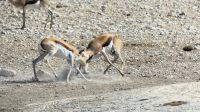 Etosha Nationalpark - randalierende Springbock Teenies