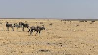 Etosha Nationalpark - Rush hour