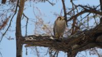 Etosha Nationalpark - Zwergsperber
