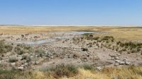 Etosha Nationalpark - am Pfannenrand