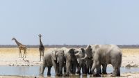 Etosha Nationalpark - Meeting am Wasserloch