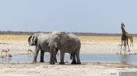Etosha Nationalpark - Meeting am Wasserloch