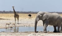 Etosha Nationalpark - Meeting am Wasserloch