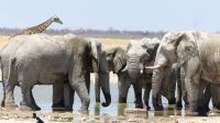 Etosha Nationalpark - Meeting am Wasserloch