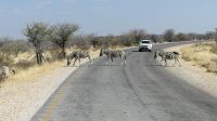 Etosha Nationalpark - Zebrastreifen